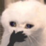 catcrying