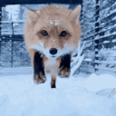 FoxDiveTackle
