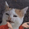 catshrug