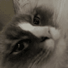 judgementalkitty
