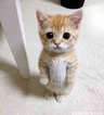 HappyHappyCat