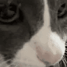 kittycat