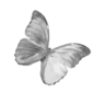 greybutterfly