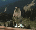 joebeaver