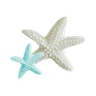 VenusStarfish