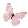 5965pinkbutterfly