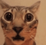catWHAT