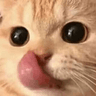 CatLick