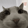 catlook