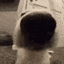 sniff
