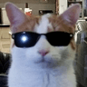 coolcat