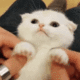 kitten