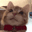 mewhencat