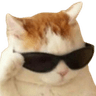 10_cool_animal_cat