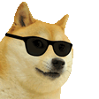 10_cool_animal_dog