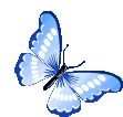 Butterfly1