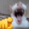 20_joy_cat_lol