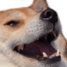 20_joy_cat_rire