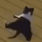 catdance