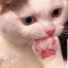 cat_toes