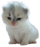 w_kitty