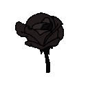 lumi_rose