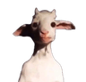 Goat_stare