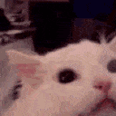 CImegacatscream