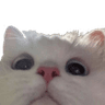 cat_stalking