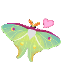 Bug_Luna_Moth