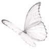 white_butterfly2