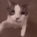 Haysen_catbeijinho