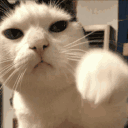CatPunch