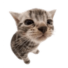 cato