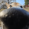 snootus