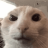 cat_ayo