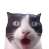 Catshocked