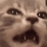 CatNOOOcrysad