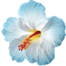 blu_tropicalflower
