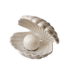 seashell