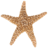 starfish