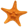 starfish