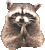 raccoon_excellent