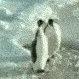 DGpenguSlap