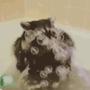 raccbubbles