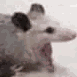 dating_ratscream