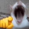 30340catkek