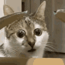 98222catwtf