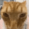 76076catdrip