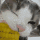 050catnom